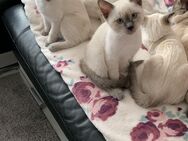 Siam Ragdollmix Kitten - Herne