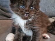 Maine Coon Katerchen sucht ein zu Hause - Duisburg