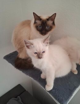 2 Heilige birma kitten - Kaufbeuren