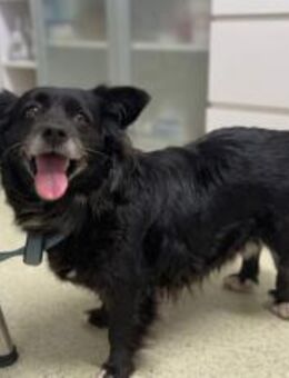 Zuhause gesucht für Misa - München