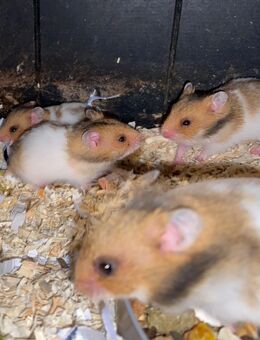 Goldhamster Babys - Duisburg