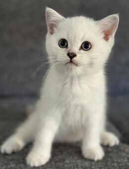 BKH Kitten mit Traum-Augen & einzigartigem Look zu vergeben - Trossingen
