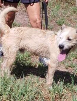 Corcho - Zuhause gesucht - Duisburg