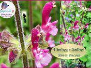 ♥ Salvia Viscosa Himbeere Salbei Samen Rarität,winterharte Staude,Tulpenstolz,Schneckensicher,lila,Bienenweide,Saatgut,essbare Blüten,seeds,Sämerei,Garten, Duft,Blume - Hamburg