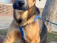 Rocco sucht sein 1. richtiges Zuhause - Bad Camberg