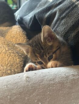 Katzenbaby's Mixkitten Babykatzen kitten - Monheim (Rhein)