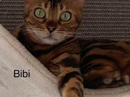 Bengalkatzen - Dringend Neues zu Hause gesucht! - Köln