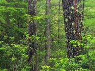 Waldgrundstück zu verkaufen - Saarburg