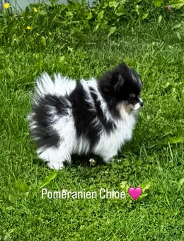Pomeranien Welpen zu verkaufen - Morbach