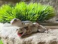 Halsbandleguan (Crotaphytus collaris collaris) in 74676