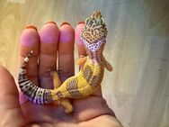 0.1 Blood Leopardgecko Weibchen Enz 24 abzugeben.Übergabe Hamm möglich - Emsdetten