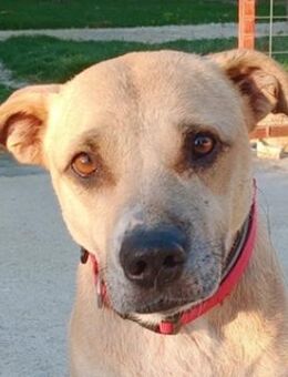 Coco, geb. ca. 07/2022, GRIECHENLAND - Euskirchen