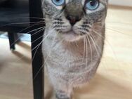 Luna - Siam-Mix Katze sucht Happy Home - Bad Camberg