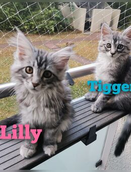 2 x Abholbereite Main Coon - Ragdoll Edelmix - Pulheim