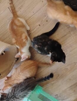 Süßes rot/weißes Katzenbaby einer Glückskatzenmama in Berlin - Berlin