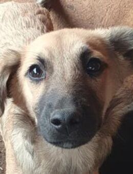 LUKE-süßer,zutraulicher Jung-Rüde,40cm(w - Rösrath