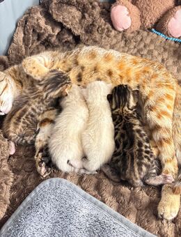 Wunderschöne Bengal Kitten – geboren am 08.07.2025 – jetzt zur Reservierung - Grevenbroich Zentrum