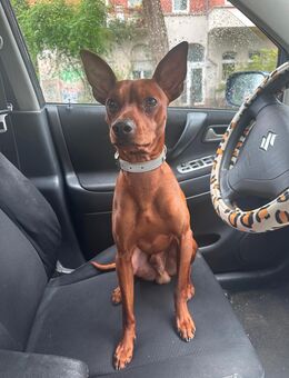 Zwergpinscher - Bad Kreuznach Zentrum
