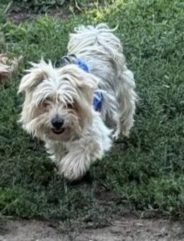Suzy 4-jährige Yorkshire Terrier sucht L - Kassel