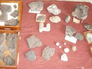 Fossilien, Versteinerungen, Ammoniten, Trilobiten, Seeigel und Co. an Sammler - Hamburg Hamburg-Nord