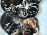 BKH Mix Baby Katzen zu verkaufen - Lübeck