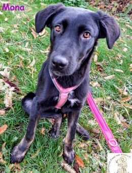 Mona das aufgeschlossene Hundemädchen - Kissing