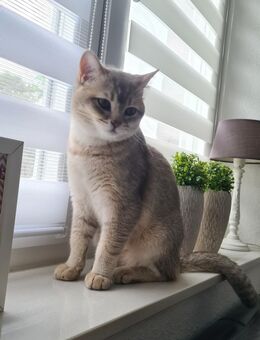 Deckkater BKH - Ahaus