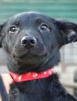 Kleine PETRA sucht Zuhause - Gefrees