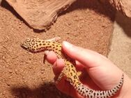 Leopardengecko mit Terrarium sucht neues Zuhause - Leipzig