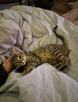 Elsa 💕 Traumkätzchen - Kallmünz