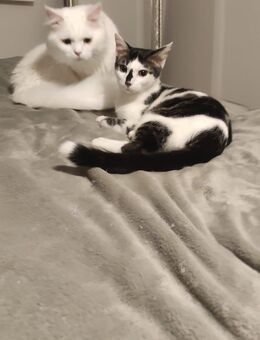 Maine Coon Deckkater zur Deckung - Stadtbergen