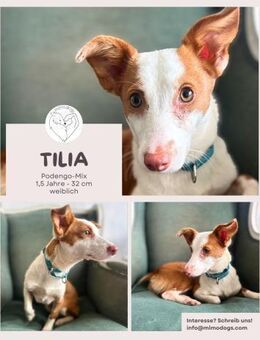 Tilia: Verschmuste Podenga-Mix-Hündin - Brühl (Nordrhein-Westfalen)