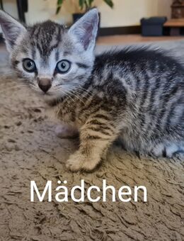 Babykatzen suchen neue Familie - Bad Gottleuba-Berggießhübel