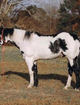 Bildhübscher, eleganter Paint Horse Wallach - Frankfurt (Main) Dornbusch