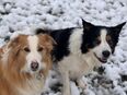 Border Collie Pärchen braucht dringend Hilfe in 47608