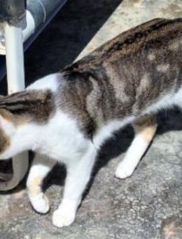 Junger, sozialer Kater Zorro - Karlsruhe