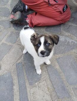 Xena 😍 Sucht liebevolle Hunde-Eltern - Spenge