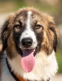 Bandon kleiner Held auf vier Pfoten🐕 - München