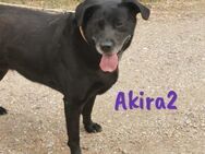 Akira2 verspielt und sanft 04/17 ESP - Ruppertsecken