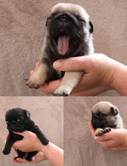 Wundervolle VDH Mopswelpen FCI - Möckern (Sachsen-Anhalt)