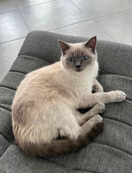 BKH Siam Dame sucht neues zu Hause - Berlin
