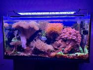 Meerwasseraquarium 200 L. VB. 550 €. Mit allem was dazugehört. VB 550 €. - Bochum Langendreer