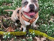 American Bully Pocket - Stockstadt (Rhein)