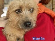 Merlin - Bad Rappenau