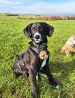 Stitch sucht ein tolles Zuhause - München