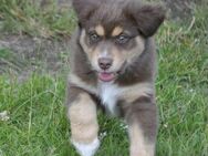 Ausstralian Shepherd Welpen mit ASCA Pap. suchen verantwortungsvolle Menschen - Wanderup