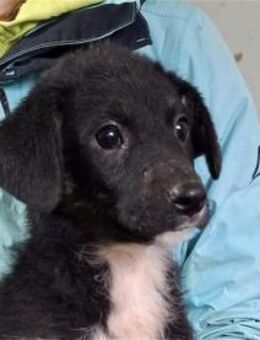 Tim - Pflegestelle oder Zuhause gesucht! - Oberwies