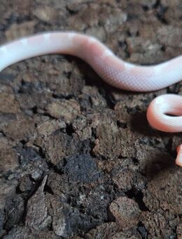 Avalanche Motley Pied, Snow Motley, Ghost Tessera Motley - Schwelm
