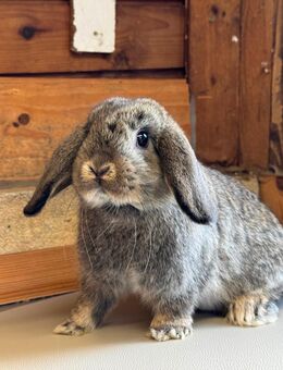 ⚡️Junge Zwergwidder Kaninchen Hasen Minilop Miniwidder Hasen SOFORT - Büchlberg