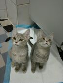 Tierhilfe hat Platz frei.. Kätzchen, Kleintiere usw in 89522